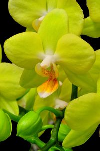 Preview wallpaper orchid, yellow, flower, close-up, twig, black background
