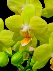 Preview wallpaper orchid, yellow, flower, close-up, twig, black background