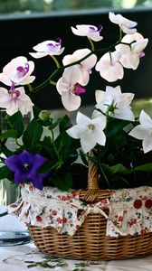Preview wallpaper orchids, bells, hibiscus, baskets, cloth, glass