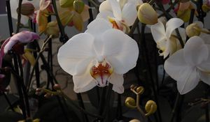 Preview wallpaper orchids, branches, flowers, exotic