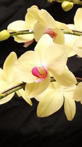 Preview wallpaper orchids, branches, flowers, exotic