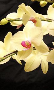 Preview wallpaper orchids, branches, flowers, exotic