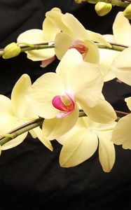 Preview wallpaper orchids, branches, flowers, exotic