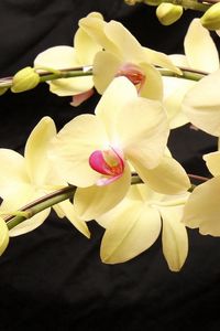 Preview wallpaper orchids, branches, flowers, exotic