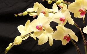 Preview wallpaper orchids, branches, flowers, exotic