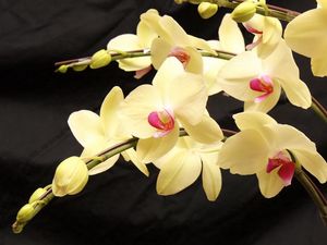 Preview wallpaper orchids, branches, flowers, exotic