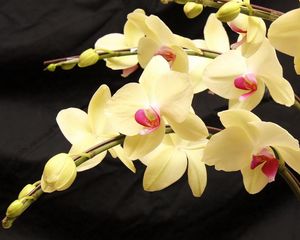 Preview wallpaper orchids, branches, flowers, exotic