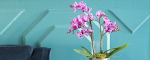 Preview wallpaper orchids, flowers, bouquet, vase, decor