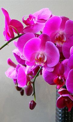 Download wallpaper 240x400 orchids, flowers, branch, bright, vase nokia