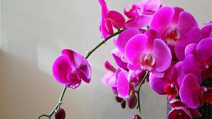 Preview wallpaper orchids, flowers, branch, bright, vase