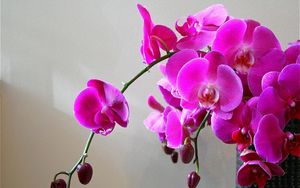 Preview wallpaper orchids, flowers, branch, bright, vase