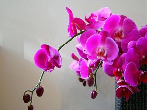 Preview wallpaper orchids, flowers, branch, bright, vase
