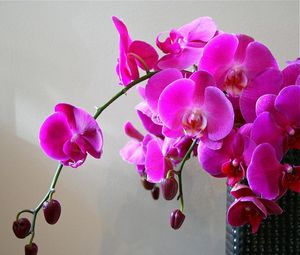 Preview wallpaper orchids, flowers, branch, bright, vase