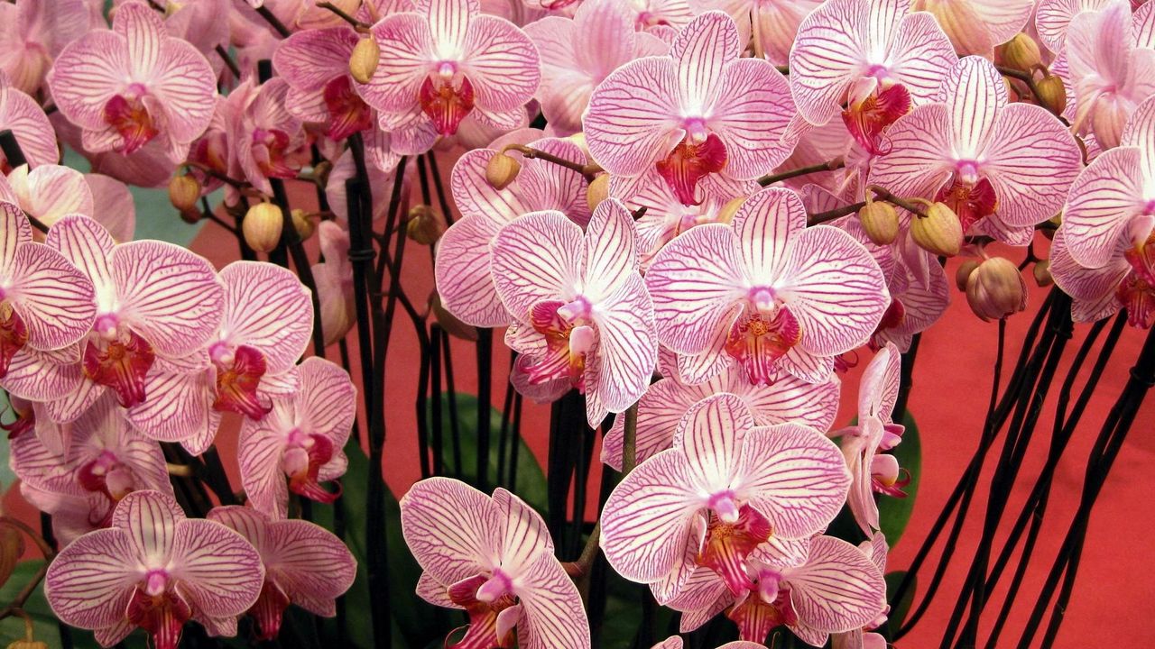 Wallpaper orchids, flowers, branches, beautiful, bouquet