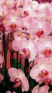 Preview wallpaper orchids, flowers, branches, beautiful, bouquet