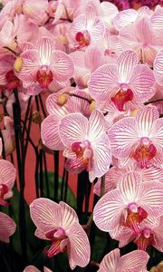 Preview wallpaper orchids, flowers, branches, beautiful, bouquet