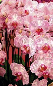 Preview wallpaper orchids, flowers, branches, beautiful, bouquet