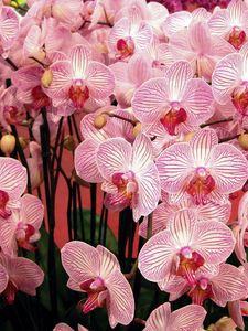 Preview wallpaper orchids, flowers, branches, beautiful, bouquet