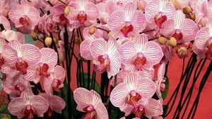 Preview wallpaper orchids, flowers, branches, beautiful, bouquet