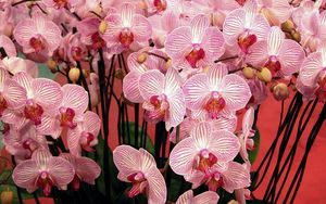 Preview wallpaper orchids, flowers, branches, beautiful, bouquet