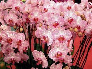 Preview wallpaper orchids, flowers, branches, beautiful, bouquet