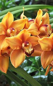 Preview wallpaper orchids, flowers, branches, leaves, herbs