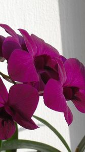 Preview wallpaper orchids, flowers, branches, curtain