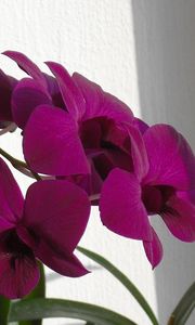 Preview wallpaper orchids, flowers, branches, curtain