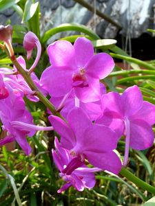 Preview wallpaper orchids, flowers, bright, stems, green, sunny