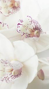 Preview wallpaper orchids, flowers, buds, spots
