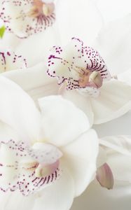 Preview wallpaper orchids, flowers, buds, spots