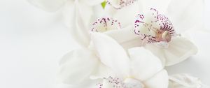 Preview wallpaper orchids, flowers, buds, spots