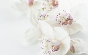 Preview wallpaper orchids, flowers, buds, spots