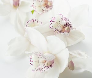 Preview wallpaper orchids, flowers, buds, spots