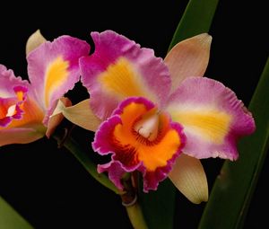Preview wallpaper orchids, flowers, close-up, bright