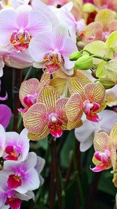 Preview wallpaper orchids, flowers, colorful, different, close-up