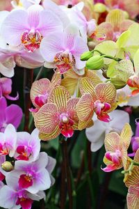 Preview wallpaper orchids, flowers, colorful, different, close-up