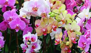 Preview wallpaper orchids, flowers, colorful, different, close-up