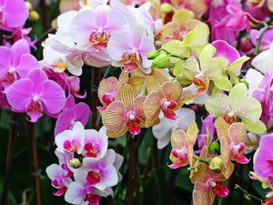 Preview wallpaper orchids, flowers, colorful, different, close-up