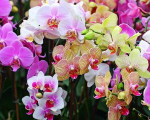 Preview wallpaper orchids, flowers, colorful, different, close-up