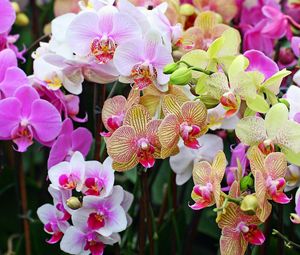 Preview wallpaper orchids, flowers, colorful, different, close-up