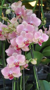 Preview wallpaper orchids, flowers, exotic, stems, pots