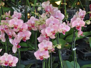 Preview wallpaper orchids, flowers, exotic, stems, pots