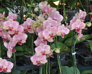 Preview wallpaper orchids, flowers, exotic, stems, pots