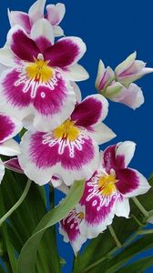 Preview wallpaper orchids, flowers, flower, herbs, white