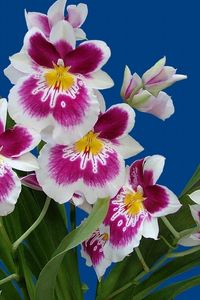 Preview wallpaper orchids, flowers, flower, herbs, white