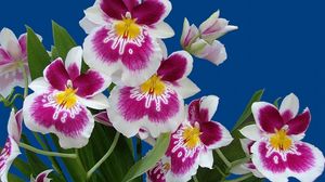 Preview wallpaper orchids, flowers, flower, herbs, white