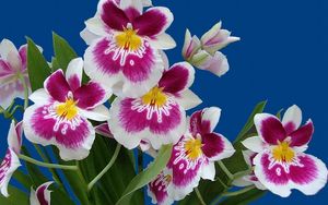 Preview wallpaper orchids, flowers, flower, herbs, white