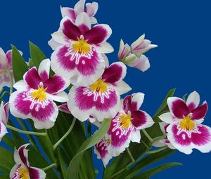 Preview wallpaper orchids, flowers, flower, herbs, white