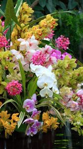 Preview wallpaper orchids, flowers, flower, water, exotic